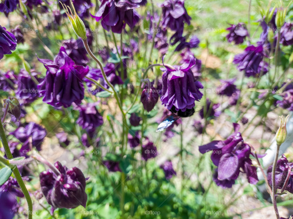 The purple carpenter bee is a species of solitary bee in the family Apidae. And the purple flowers of Aquilegia.