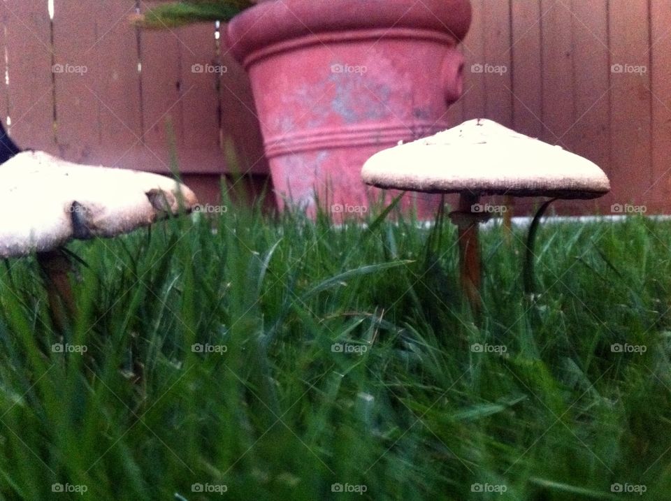 Mushrooms and Grass