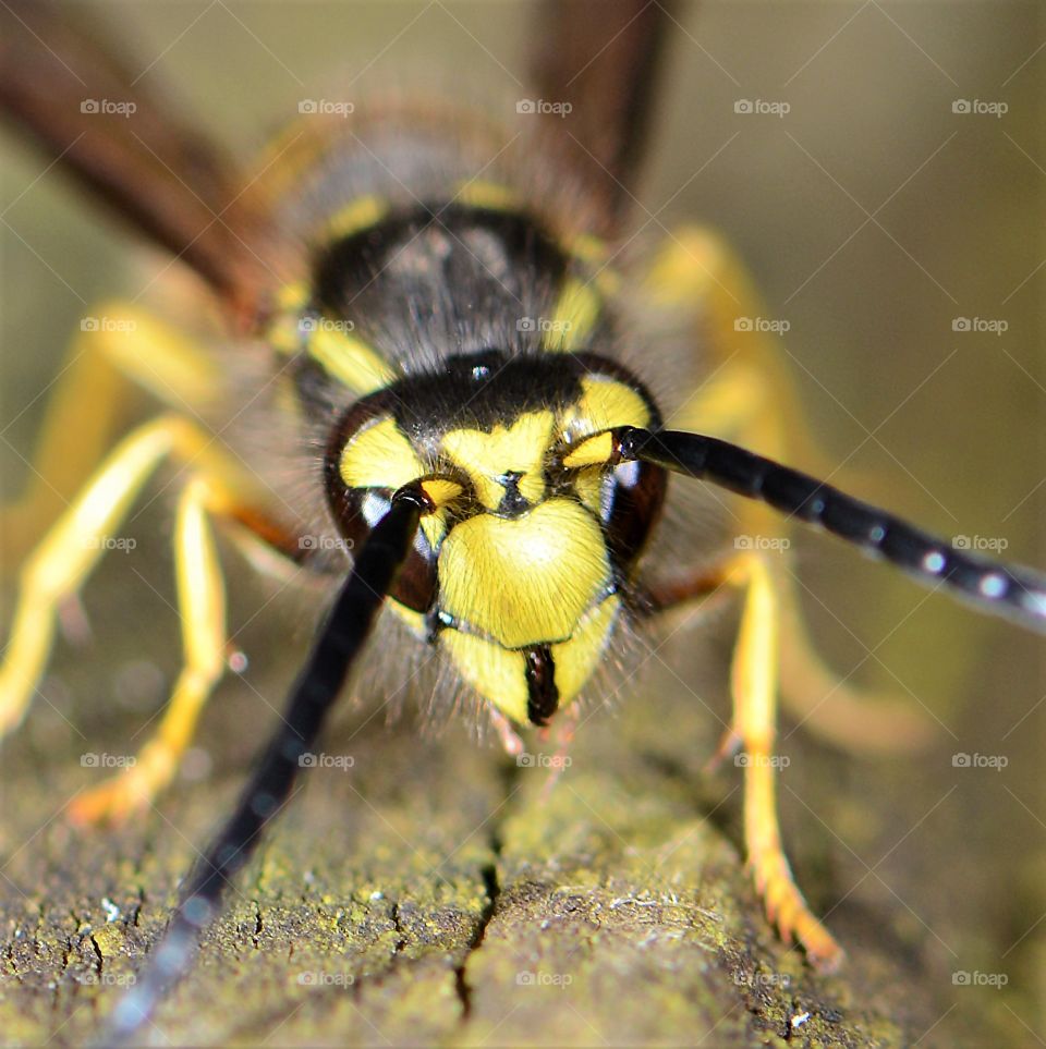 Yellow Jacket closeup 