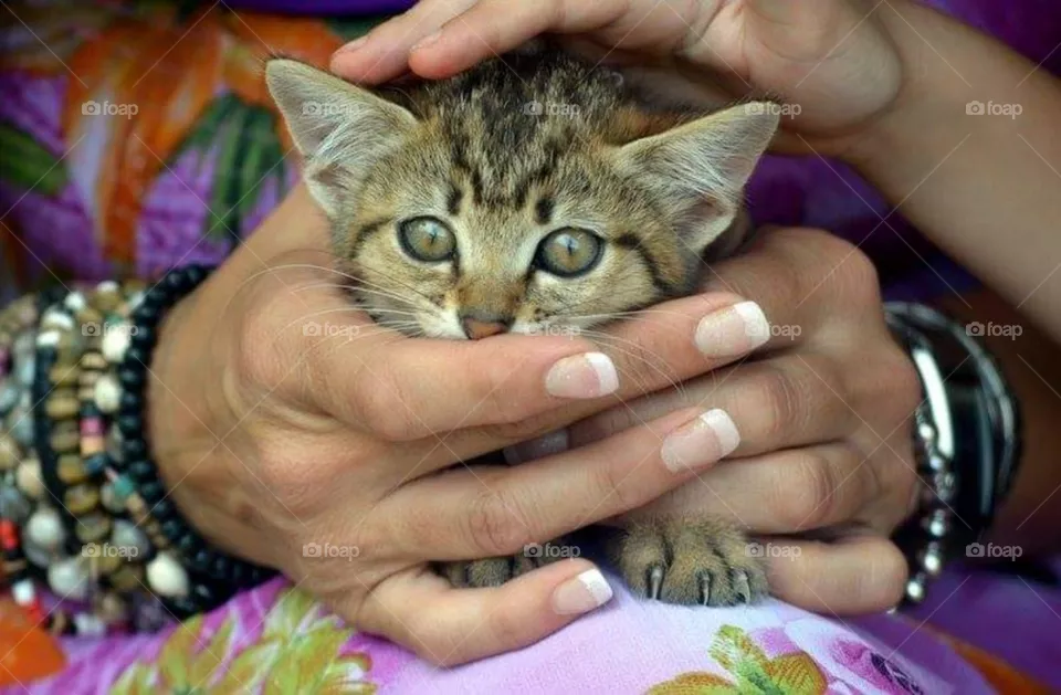 Little cat