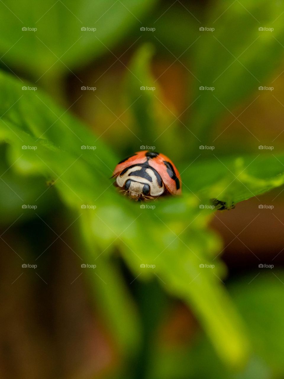 Beautiful Ladybug