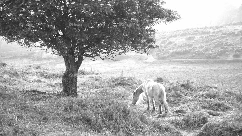 Horse in Black & White. The first photo I was truly proud of