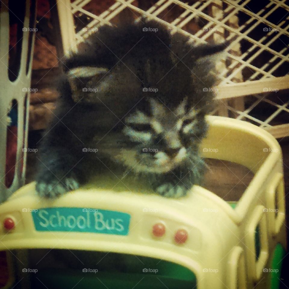 Kitty bus