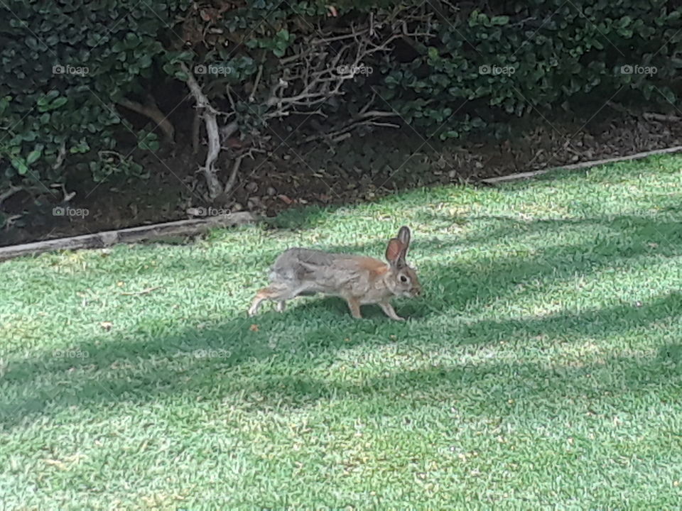 bunny rabbit in grass