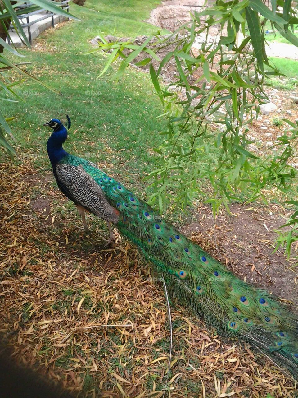 peacock