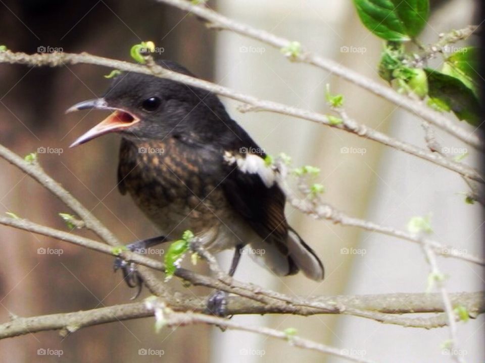 A bird singing.