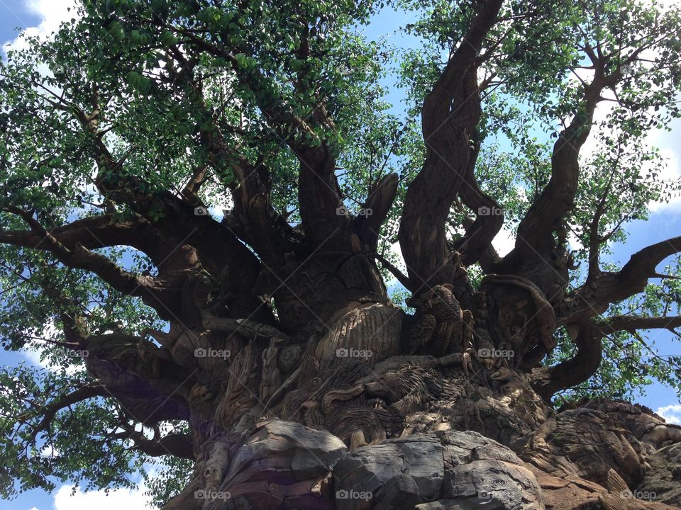 Disney Animal Kingdom