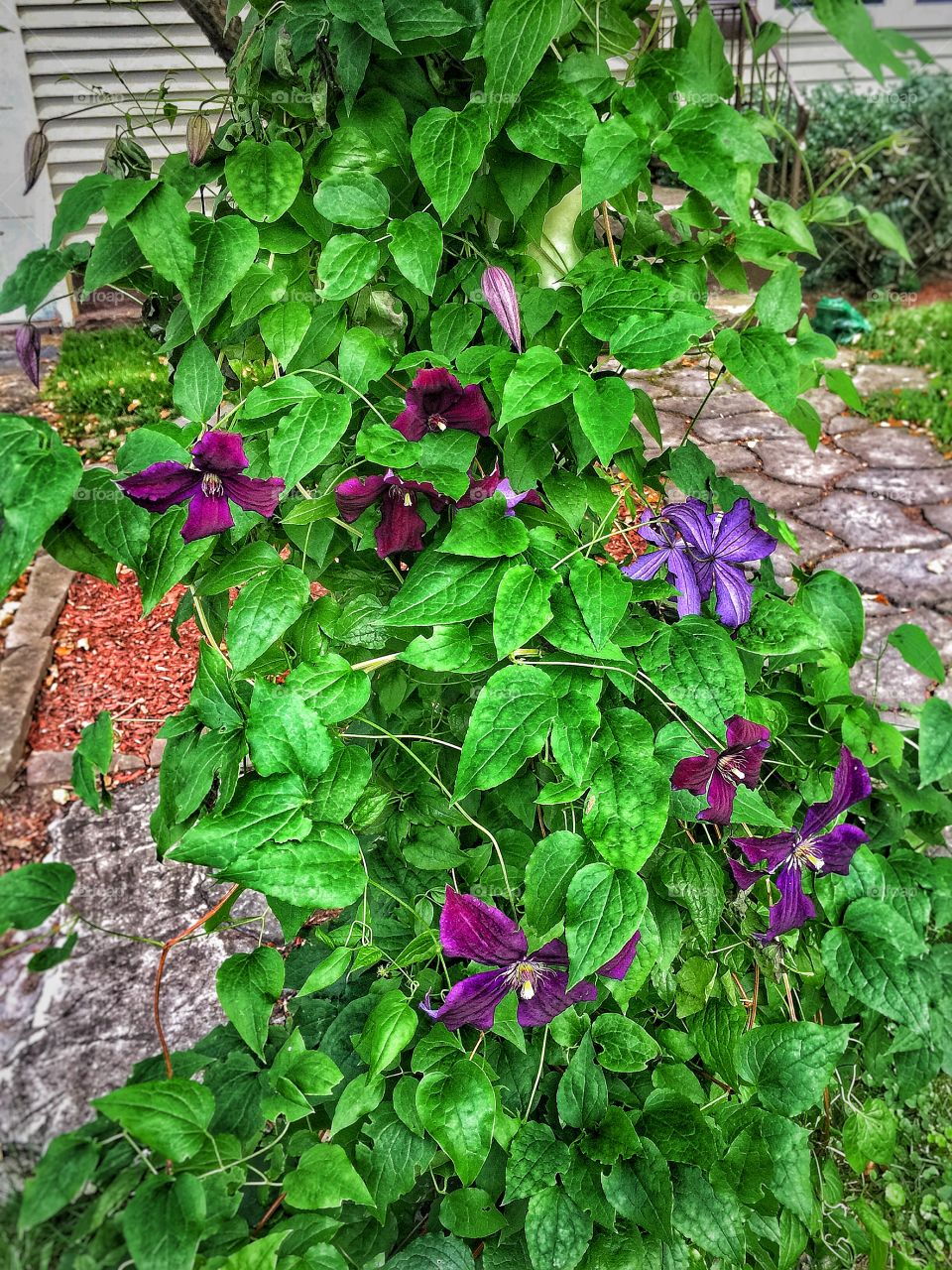 Clematis time