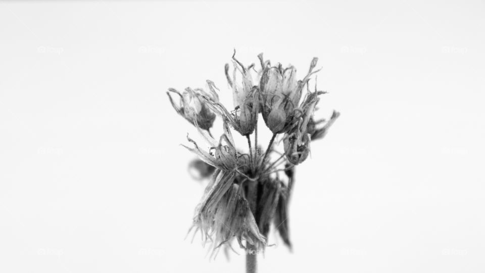 black and white, macro, high key photo of the dried flower of a chives plant.