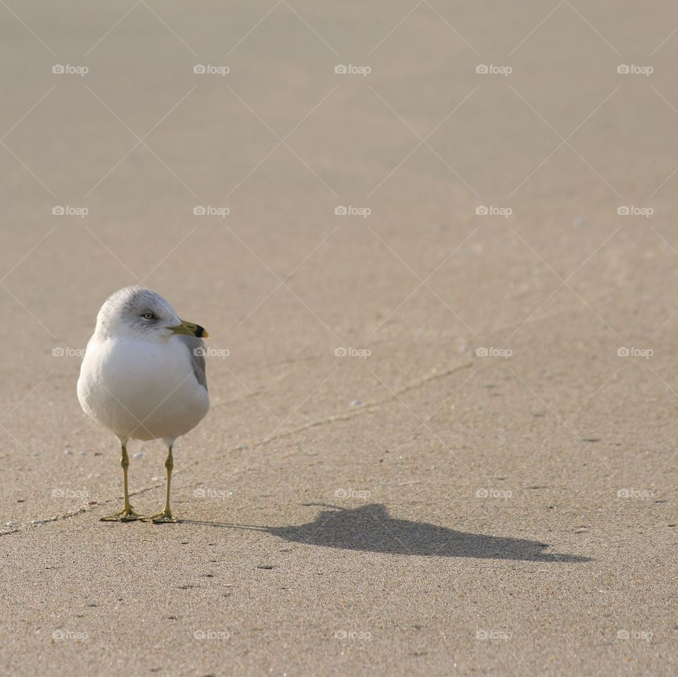 Seagull standing with shadow on a warm, sunny, sandy beach.
