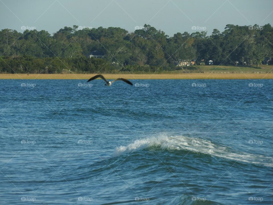 Soaring over the waves