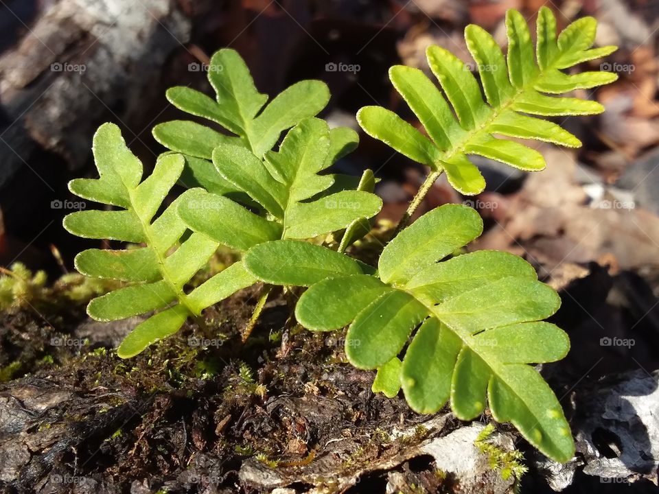 Emerging wild spring fern