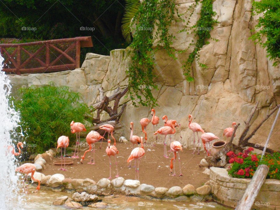 Pink flamingo's colors