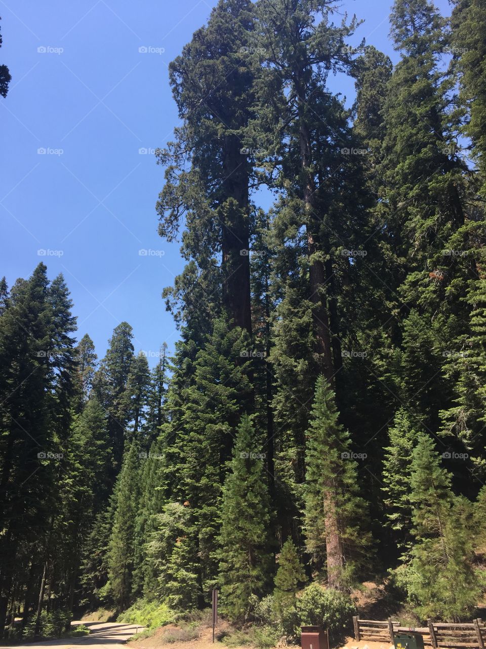 Beautiful redwoods