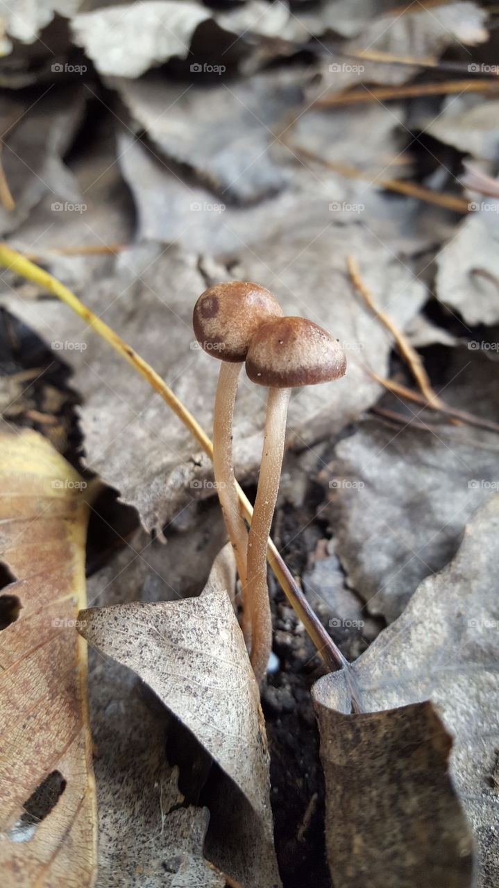 Fungus, Mushroom, Nature, No Person, Wood
