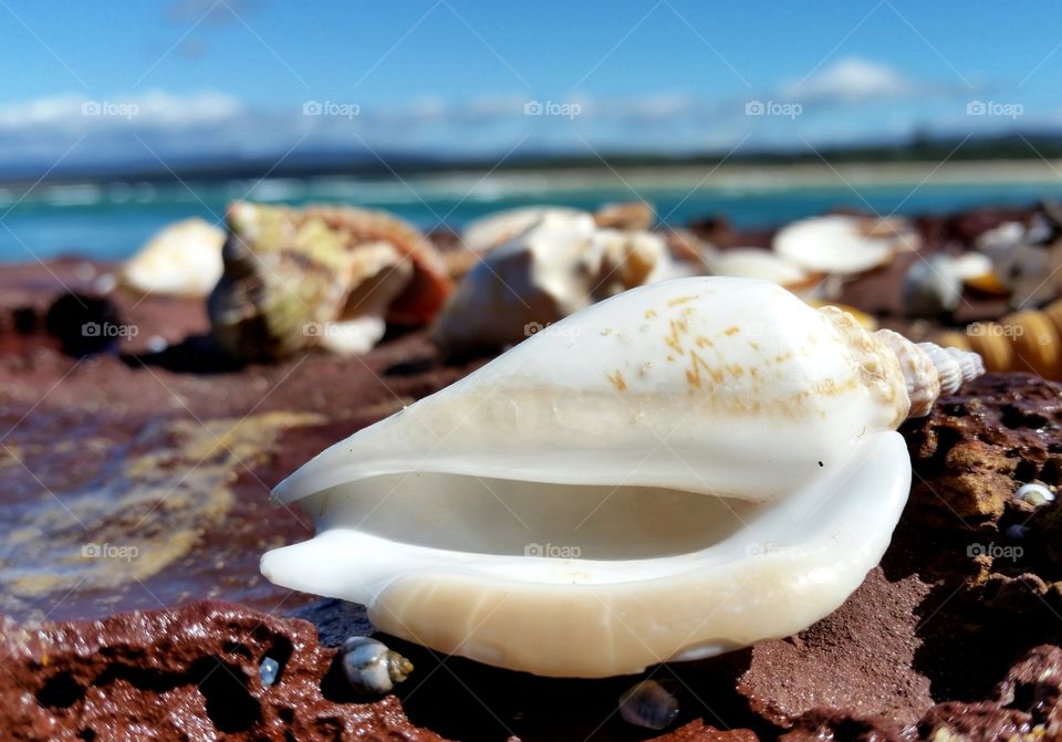 Large Spiral Seashell  on Rocks.
