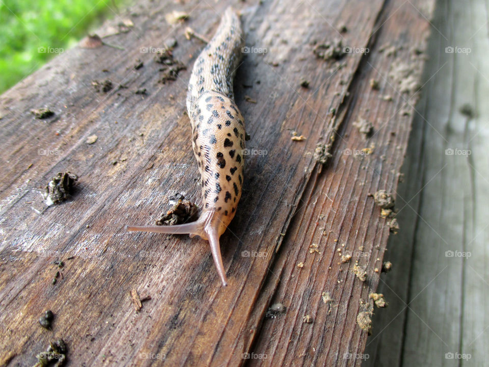 Leopard slug. Leopard slug on a wooden board