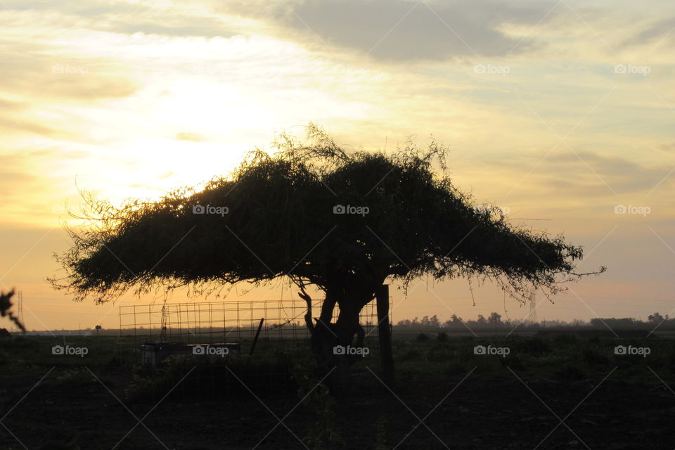 Tree with sunset