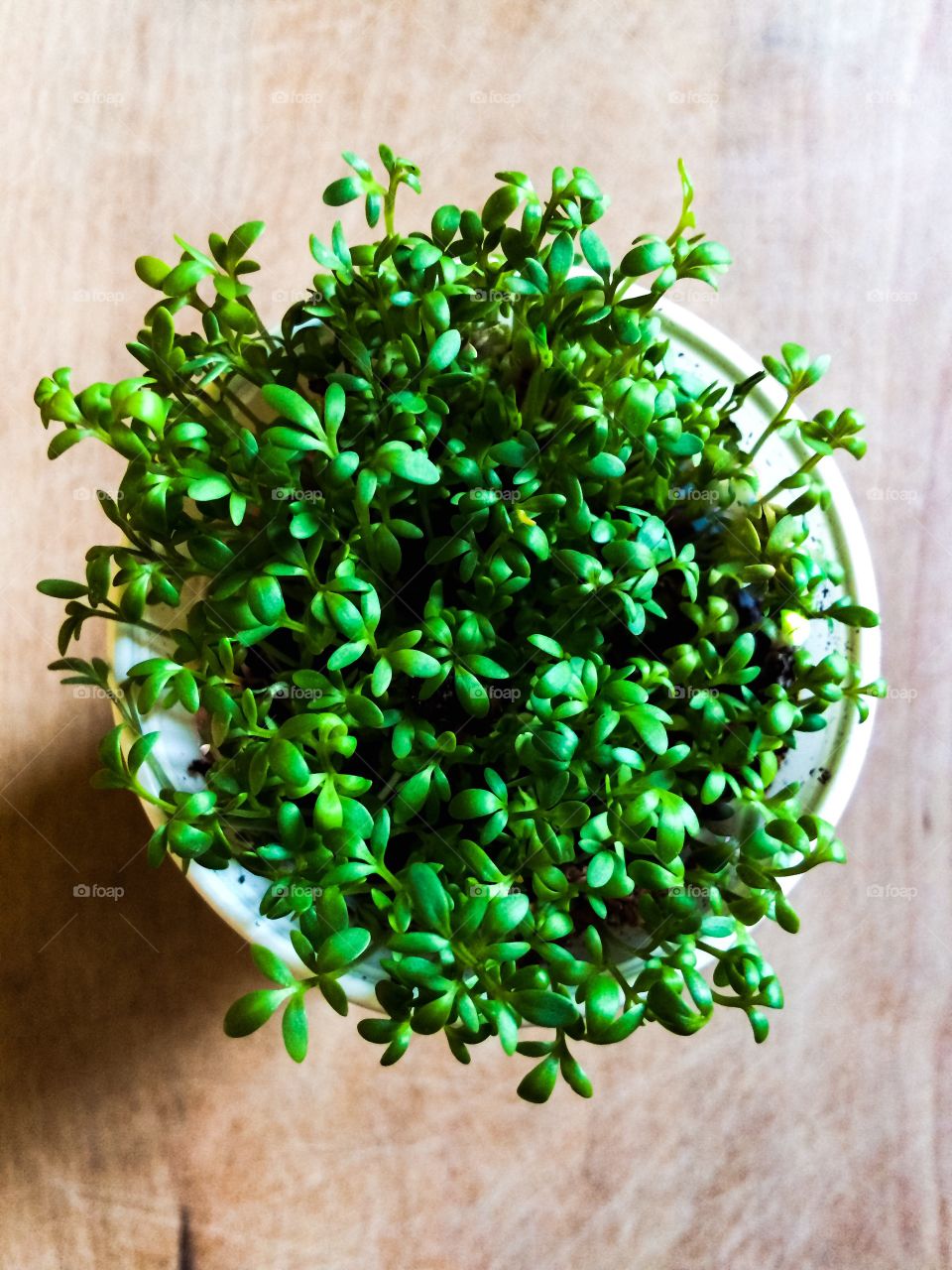 Fresh cuckooflower growing in a white round pot standing on a wooden board. View from above.