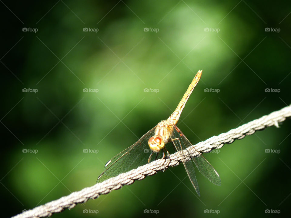 Dragonfly 