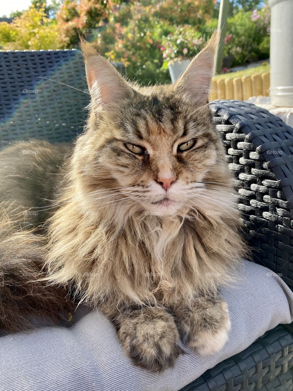 Maine Coon Cat 