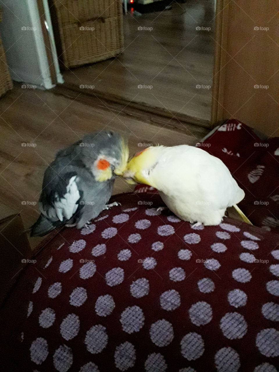 Birds in love