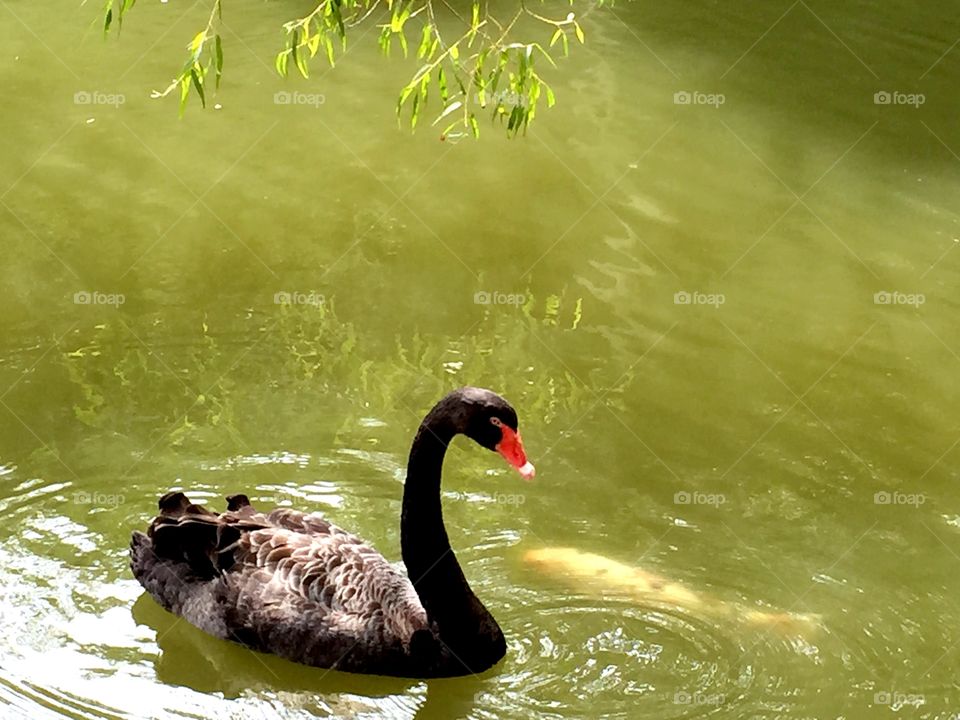 Black Swan in the Pond