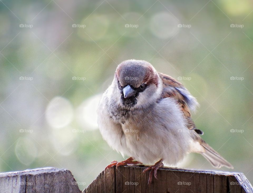 cute happy fat sparrow on a fence with a beautiful bike background