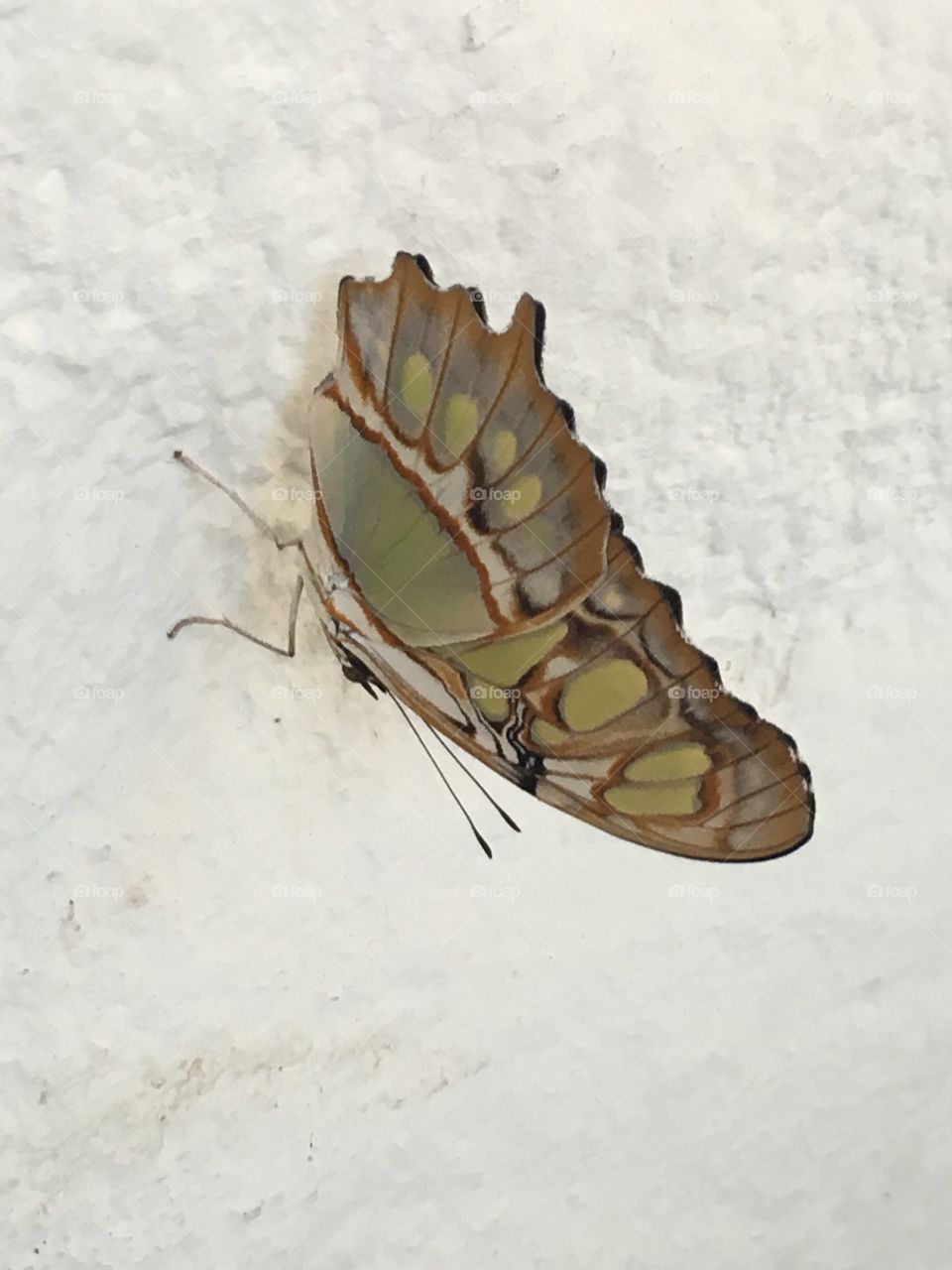 Beautiful butterfly in Costa Rica 