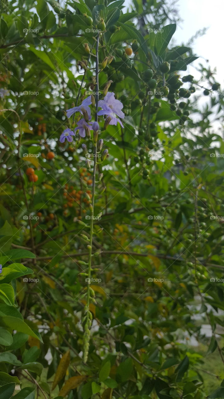 purple fowers hang on mini trees.