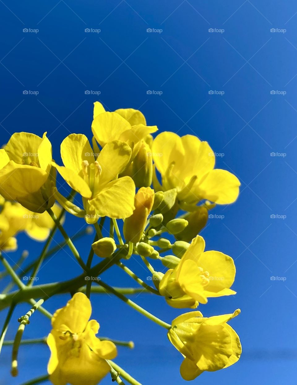 The color of spring, yellow wild flowers against a blue sky