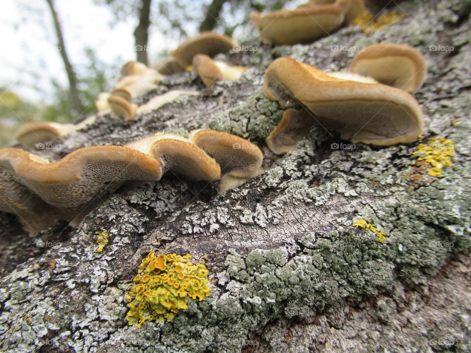parasitic mushrooms on trees