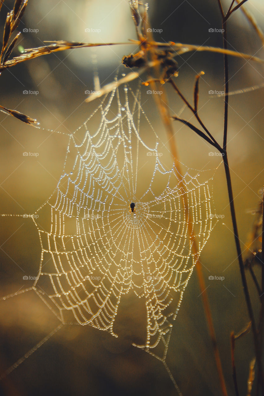 Spiderweb in misty morning 