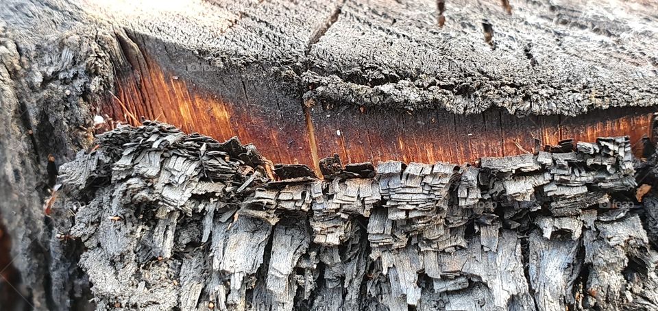 the rest of the fire