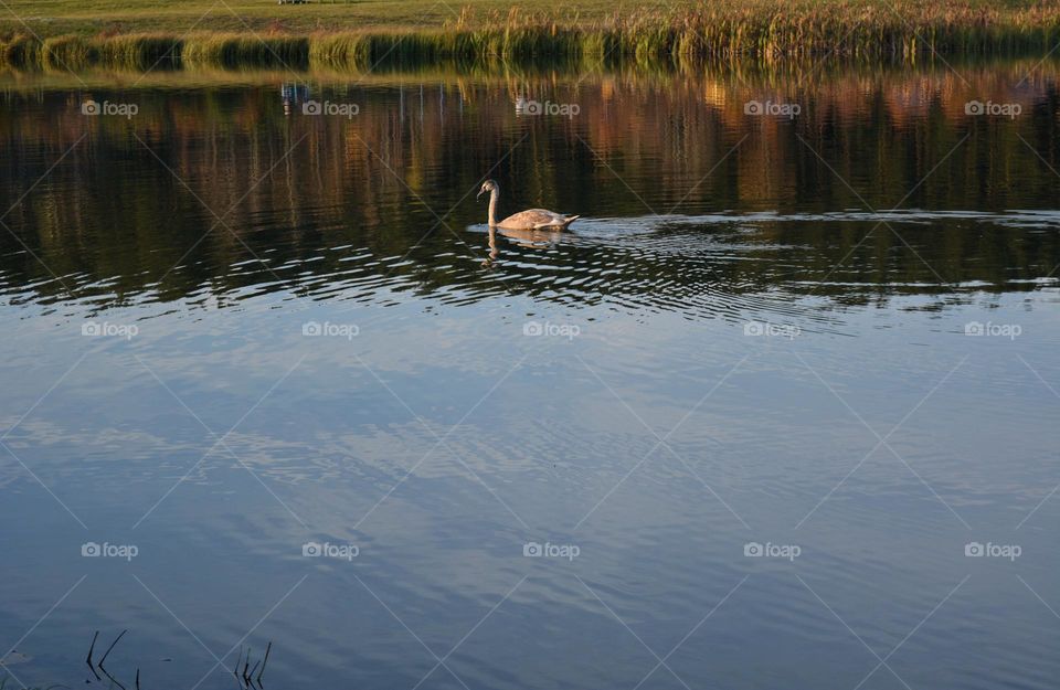 swan on a lake nature landscape