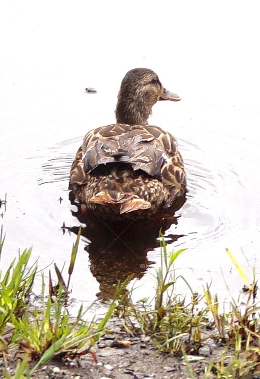 Beautiful female duck taking a swim 