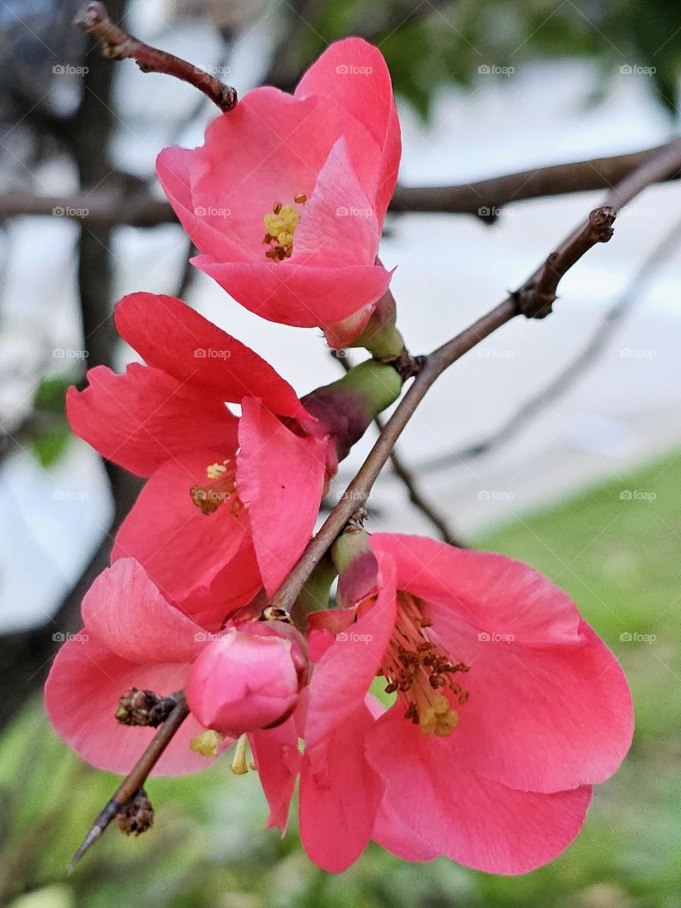 The Japanese quince is blooming, and it's spectacular!!