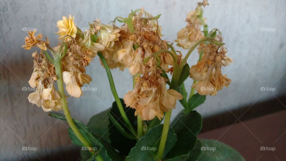 Flores de lembranças sobre a mesa em fase final secando.