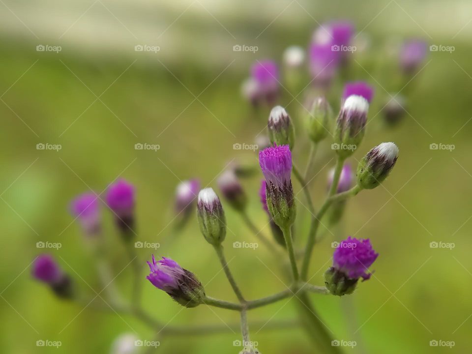 Wild grass flowers are purple.