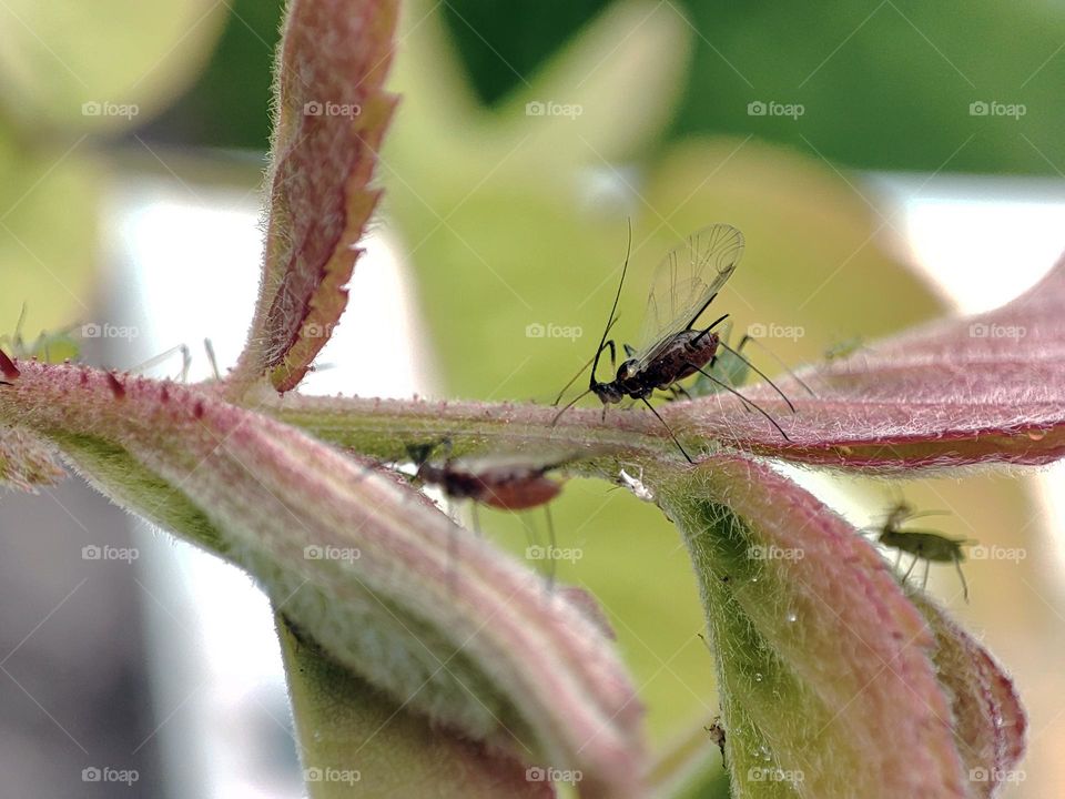 Macro photo of insects in the garden