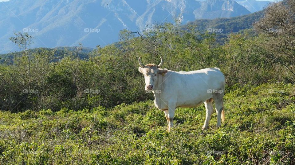 Cow in the prairie