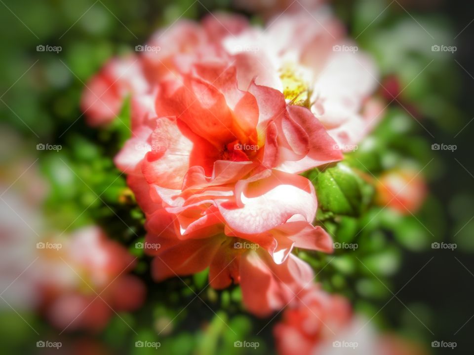 pink flowers 💐. This is a picture of a pink flower growing in my back 🔙 yard