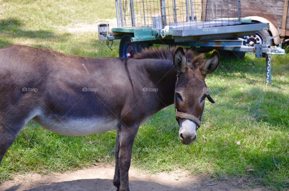 Donkey on a small farm