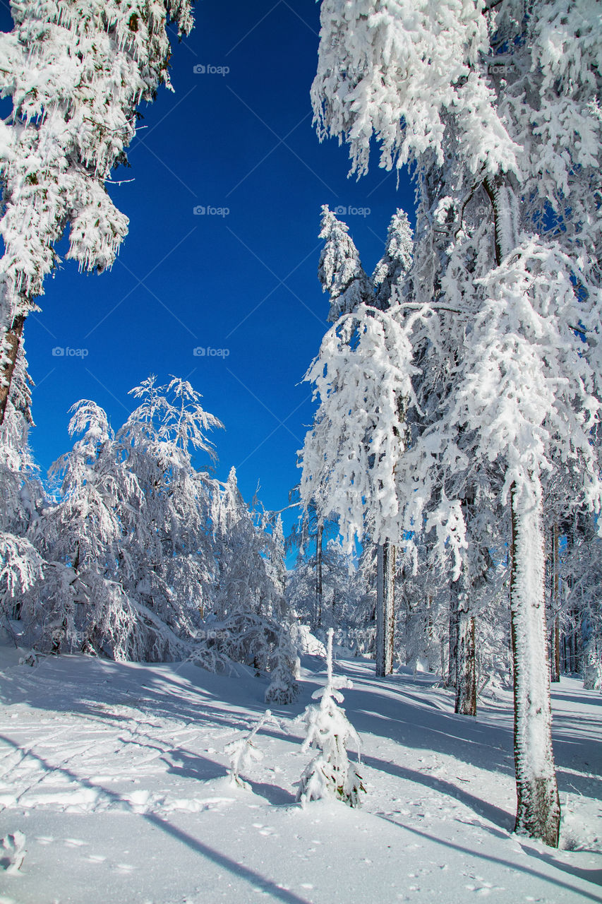 deepest winter in the bavarian forest