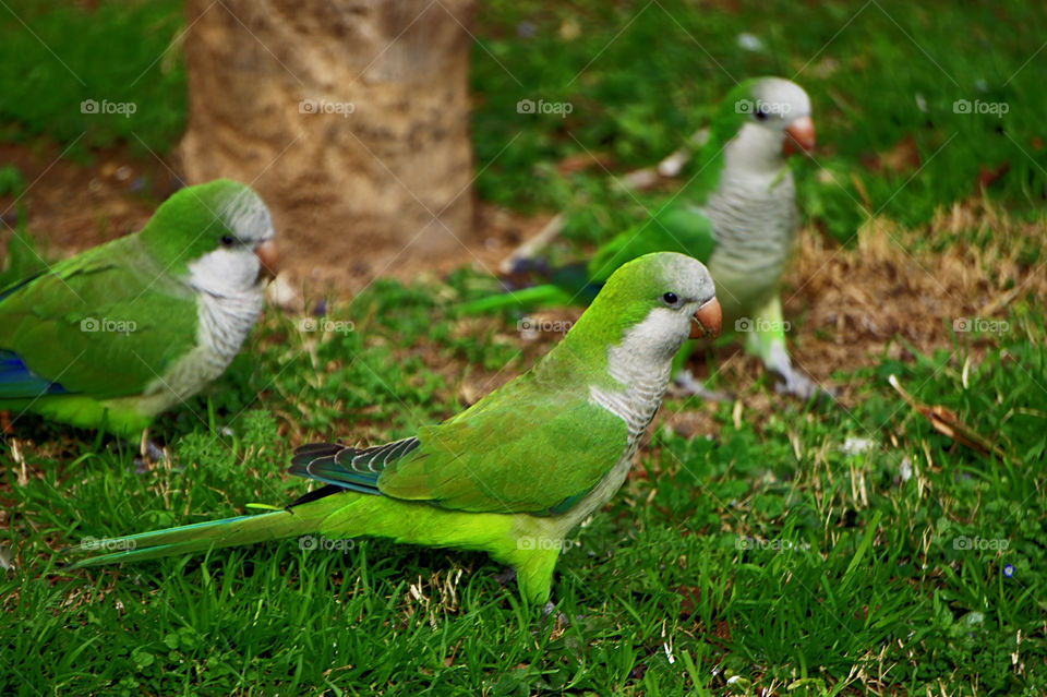 Birds on grassy field