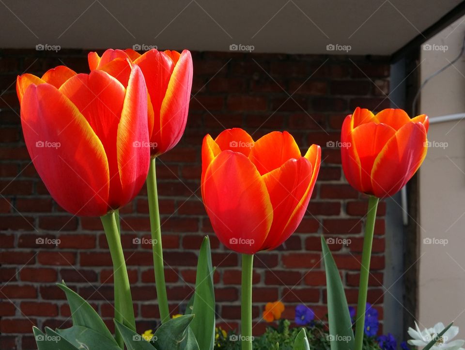 Bright orange and yellow tulips with other spring flowers with a red brick wall background in town