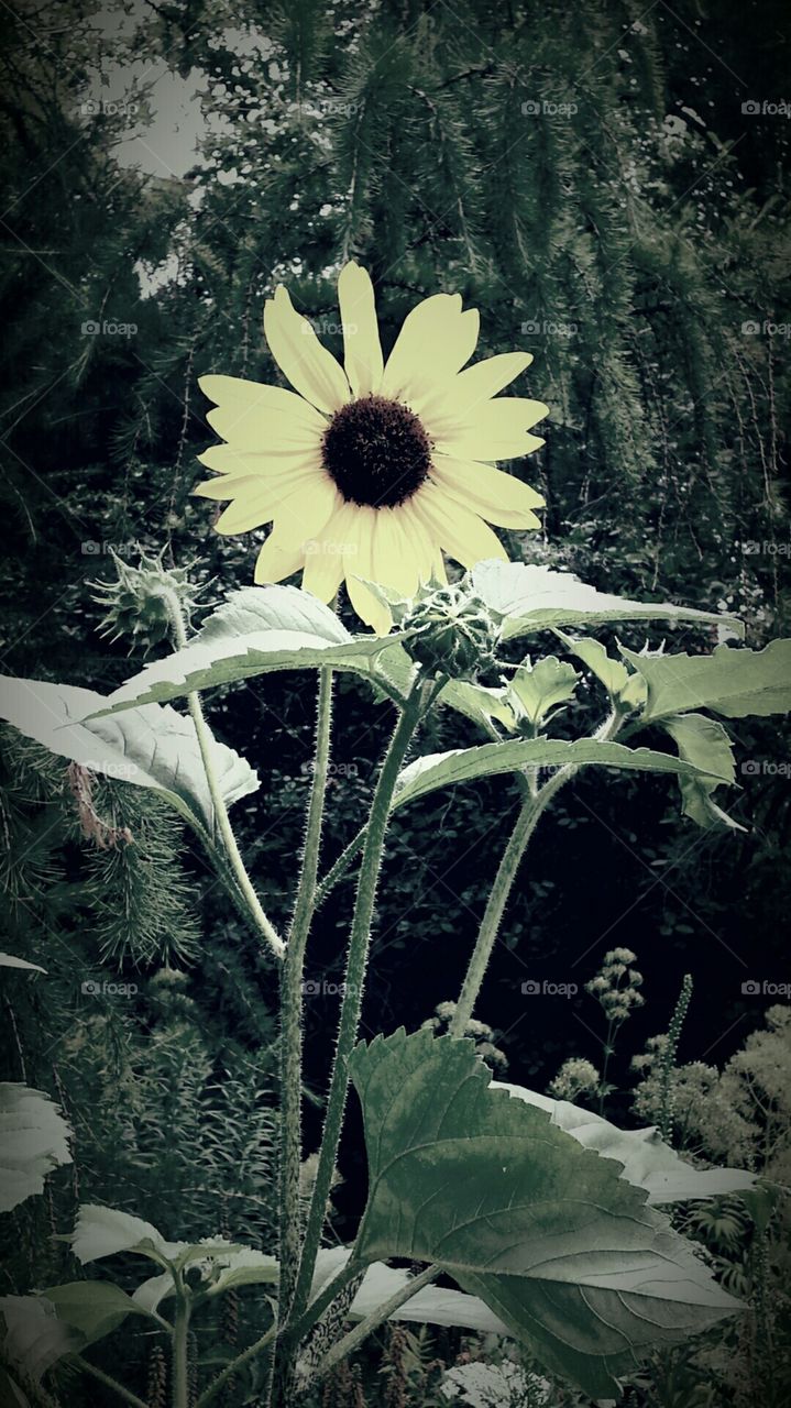 Muted Sunflower