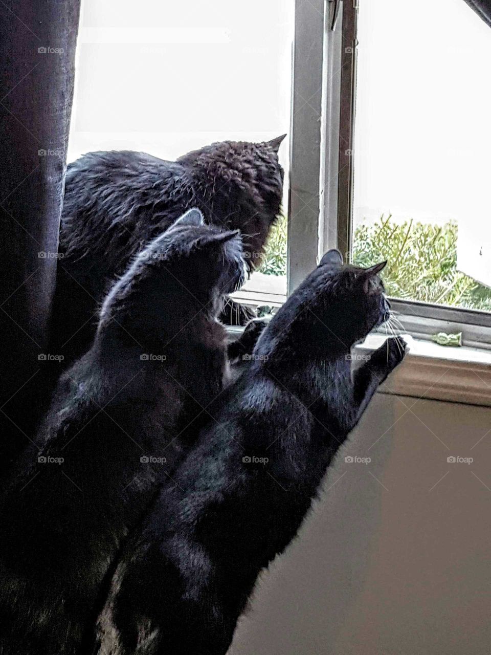 Curious Black Cats