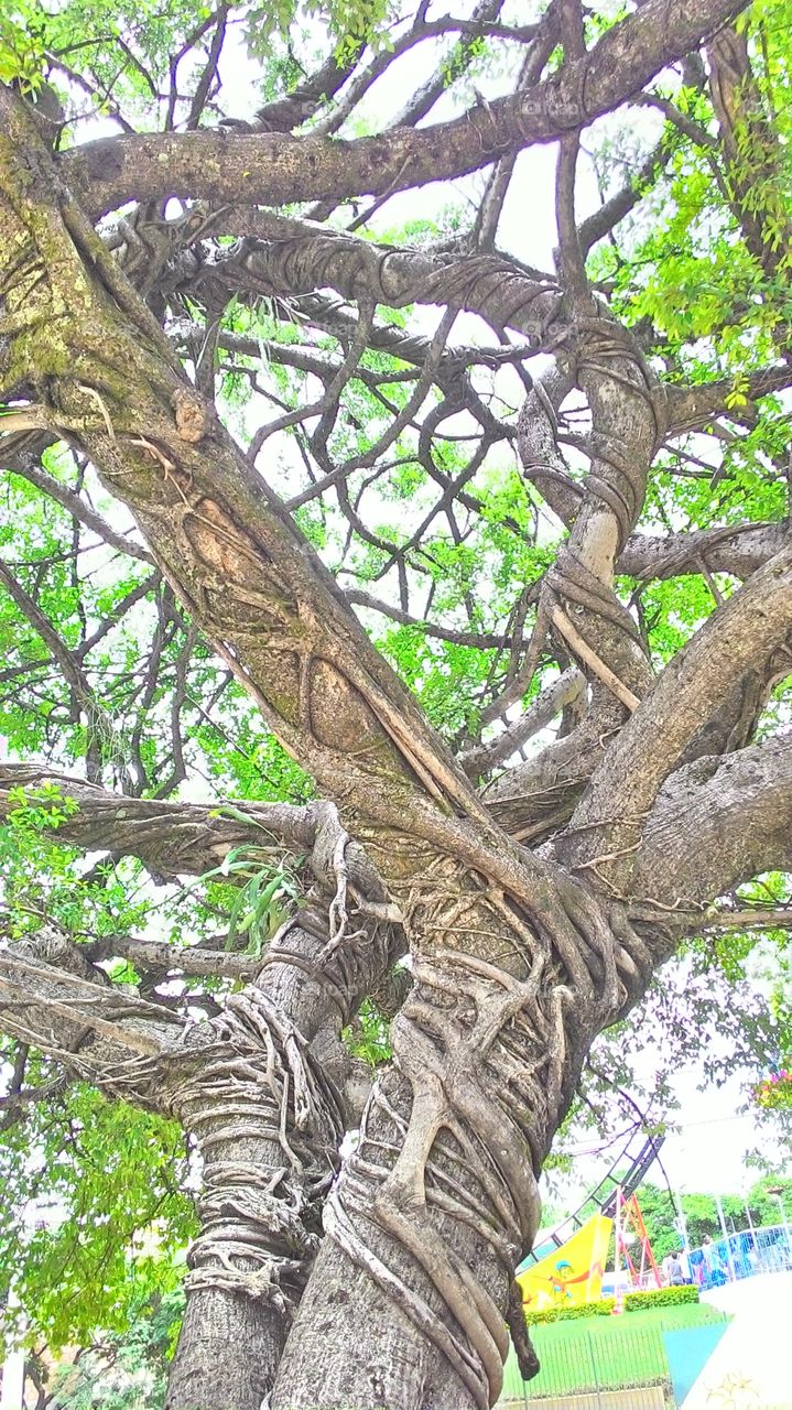 Tree with roots growing into the trunk