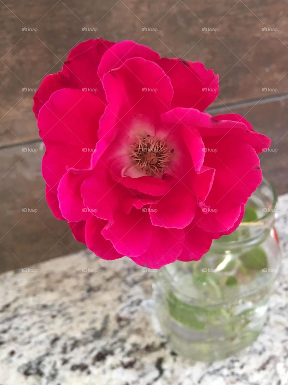 Rose from the garden 